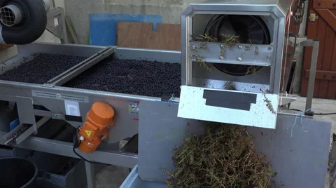 Mechanical stemming clusters Video stock 55409412