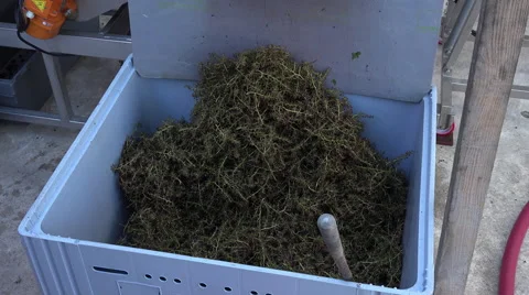 Mechanical stemming clusters Video stock 55410217