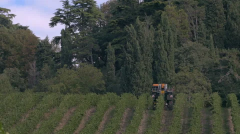 A mechanical vine harvester in the rows of vines. Stock-Footage 67510965
