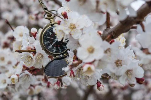 Mechanical watches Stock Photos