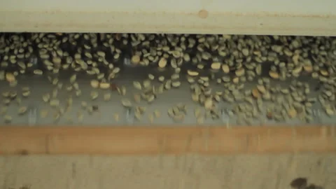 Mechanically processing coffee beans Stock Footage 169701149