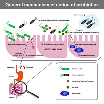Mechanism of action of Probiotics Vector Stock Illustration