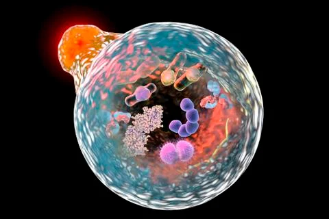 Mechanism of cellular authophagy Stock Illustration