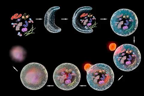 Mechanism of cellular authophagy Stock Illustration