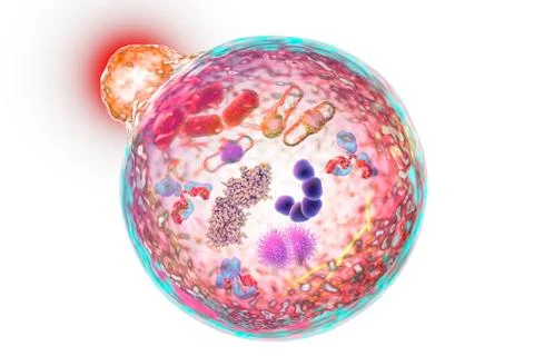 Mechanism of cellular authophagy Stock Illustration