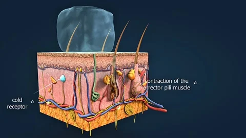 Mechanism of function of cold receptors of the skin 스톡 동영상 304974445