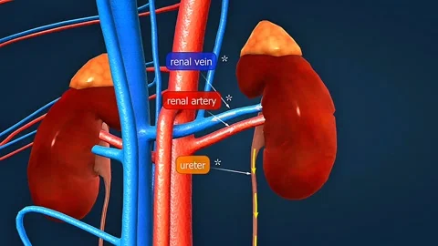 The mechanism of function of kidneys 스톡 동영상 306513121