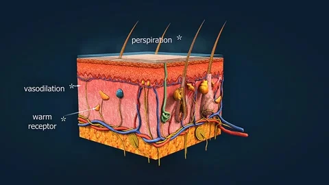 Mechanism of function of warm receptors 스톡 동영상 304974567