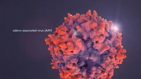 Mechanism for Nuclear Entry of the Cell Surface Receptor 스톡 일러스트