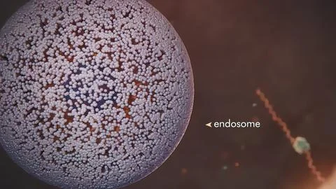 Mechanism for Nuclear Entry of the Cell Surface Receptor 스톡 일러스트