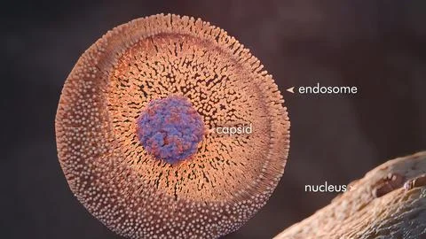 Mechanism for Nuclear Entry of the Cell Surface Receptor 스톡 일러스트