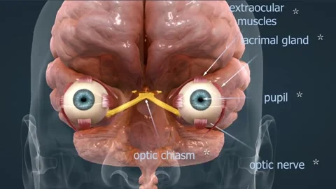 Anatomy Of The Eye Video