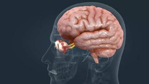 The mechanism of vision in the human eye | Stock Video | Pond5