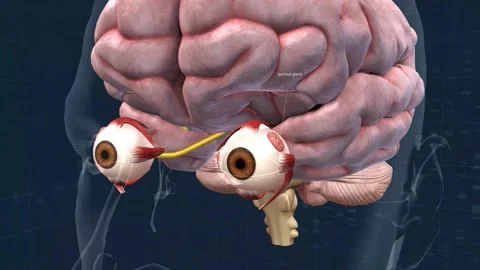 The mechanism of vision in the human eye | Stock Video | Pond5