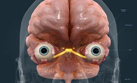 The mechanism of vision in the human eye Stock Illustration