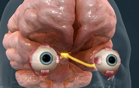The mechanism of vision in the human eye Stock Illustration