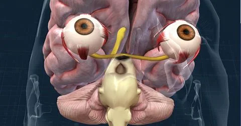 The mechanism of vision in the human eye 스톡 일러스트