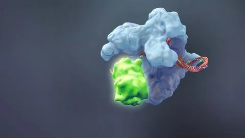 Mechanisms that induce or suppress the expression of a gene Stock Illustration