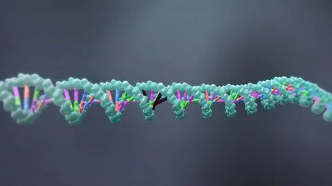 Mechanisms that induce or suppress the expression of a gene Stock Illustration