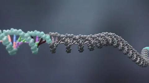 Mechanisms that induce or suppress the expression of a gene Stock Illustration