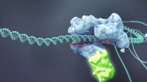 Mechanisms that induce or suppress the expression of a gene Stock Illustration