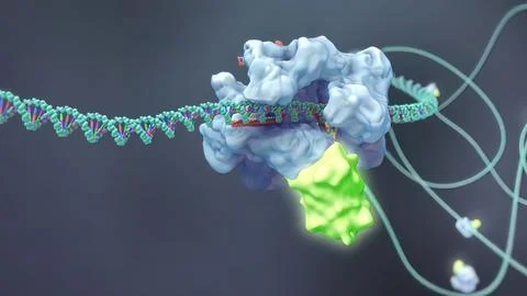 Mechanisms that induce or suppress the expression of a gene Stock Illustration