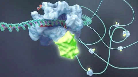 Mechanisms that induce or suppress the expression of a gene Stock Illustration