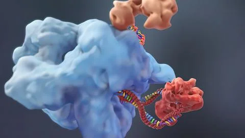 Mechanisms that induce or suppress the expression of a gene Stock Illustration