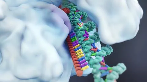 Mechanisms that induce or suppress the expression of a gene 스톡 일러스트