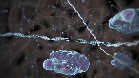 Mechanisms that induce or suppress the expression of a gene Stock Illustration