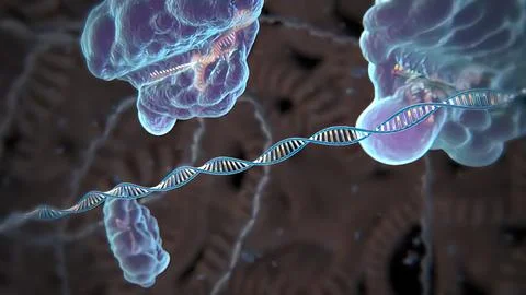 Mechanisms that induce or suppress the expression of a gene Stock Illustration