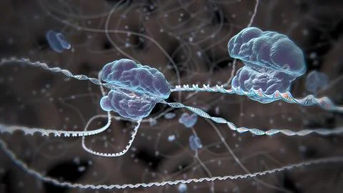 Mechanisms that induce or suppress the expression of a gene Stock Illustration