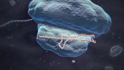 Mechanisms that induce or suppress the expression of a gene Stock Illustration