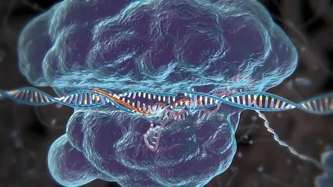 Mechanisms that induce or suppress the expression of a gene Stock Illustration