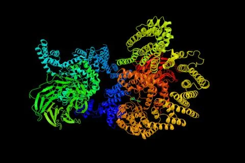 Mechanistic target of rapamycin, a protein which regulates cell growth, cel.. Illustration