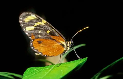 Mechanitis polymnia Stock Photos