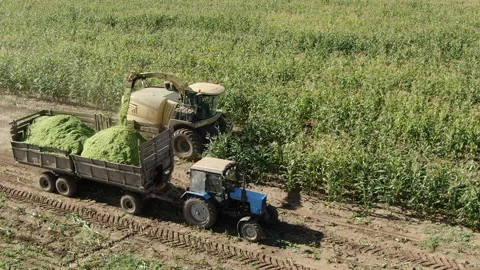 Mechanized corn harvesting 스톡 동영상 230952762