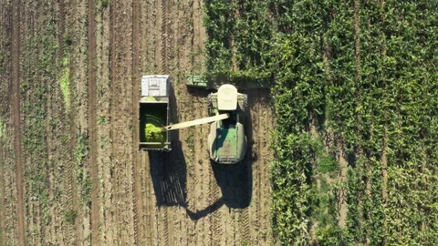Mechanized corn harvesting Видео 233778297