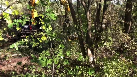 Mechanized deforestation Stock Footage 258074117