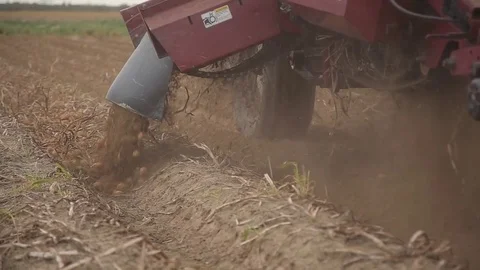 Mechanized harvesting potatoes Stock Footage 82090610