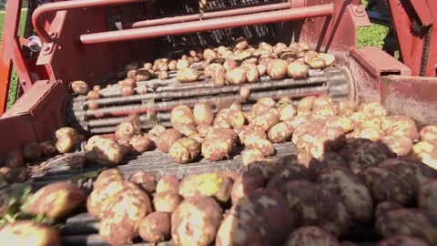 A mechanized method of harvesting potatoes in the village Stock Footage 321829328