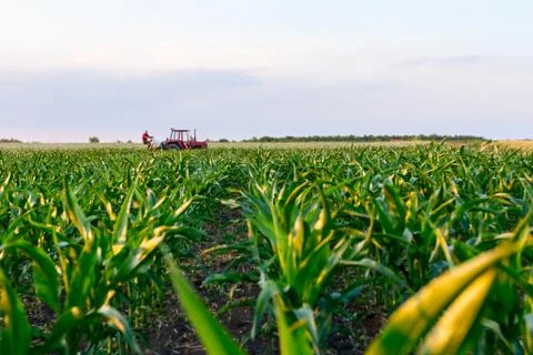Mechanized processing grass between rows in cornfield Stock Photos