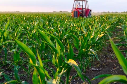 Mechanized processing grass between rows in cornfield Stock Photos