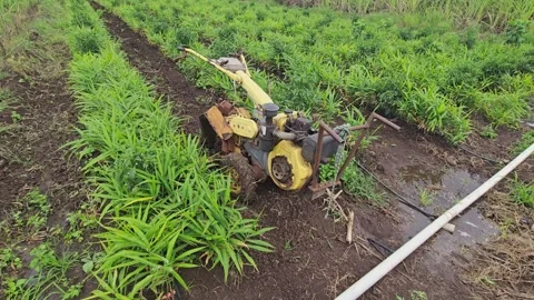 Mechanized Weeding and Inter-Row Cultivation in Ginger Crops using a walk-behind Stock Footage 344857815