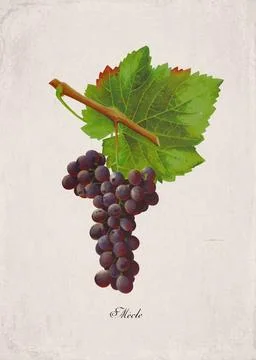 Mecle Classic Dark Wine Grape Variety, Botanical Illustration Stock Illustration