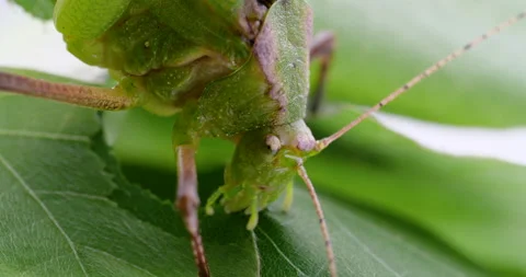 Mecopoda nipponensis. Stock Footage 155133855