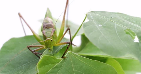 Mecopoda nipponensis. 스톡 동영상 155137874