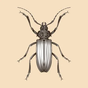 Mecosarthron Buphagus illustration vector flat design Stock Illustration