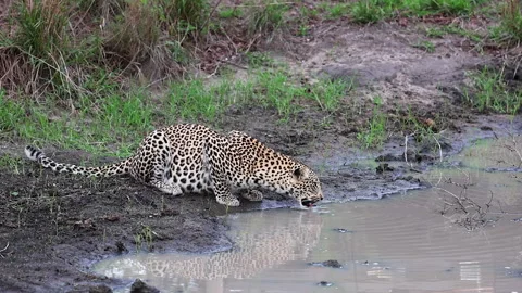 Med CU of Leopard big cat drinking from shallow, muddy water hole Stock Footage 311903529
