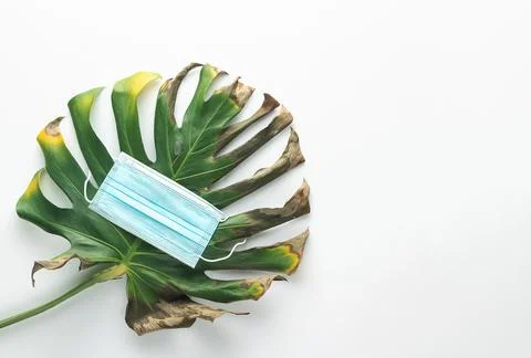 Mediacl mask on sick monstera leaf. Environmental pollution concept. Stock Photos